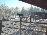 Wir setzen großen Wert auf gute Pferdehaltung. Deshalb können unsere Pferde auch im Winter raus auf die Paddocks.