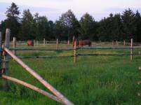 Auf den grünen Koppeln können sich die Pferde täglich austoben.